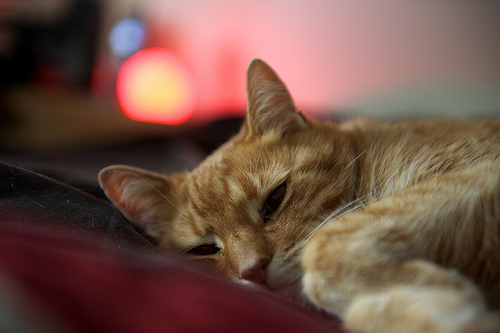 photo by Josiah Miller