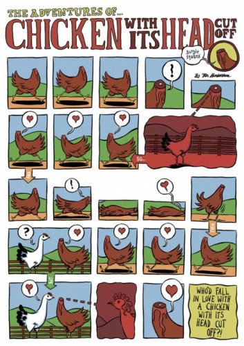 chickenwithitsheadcutoff_final_small