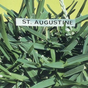staugustinegrass