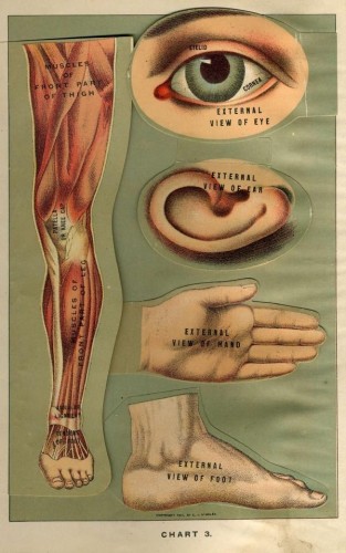 anatomy_body_parts