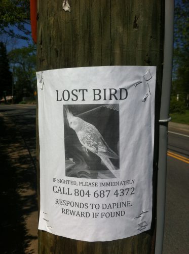Lost bird